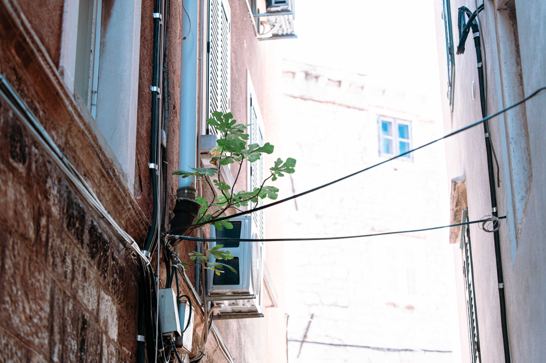 'Zidna smokva kraljice Jelene' mogla bi postati atrakcija poput grma kapara u ‘Masnoj’