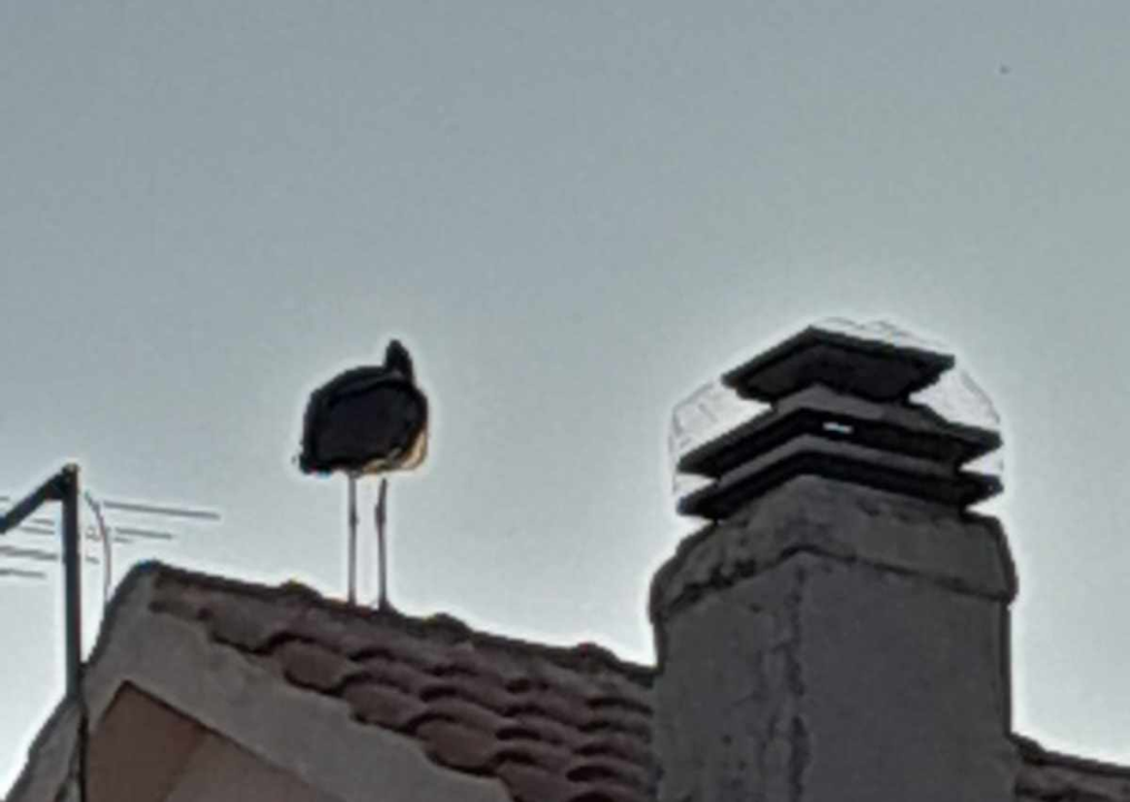 Vratile se rode i to u Donje Polje 