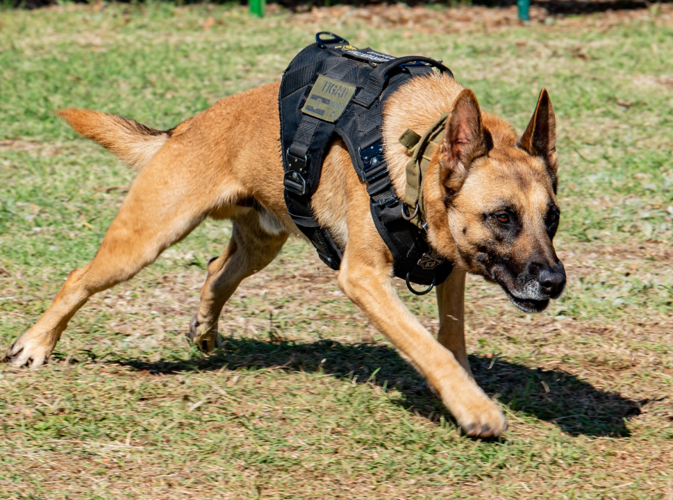 Seminar za ljubitelje pasa održan na Pokrovniku: 'Svaki pas uz puno rada i ljubavi može postati Tigar' 