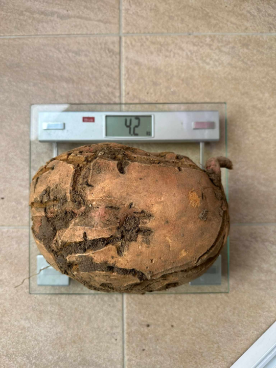  Obitelj Beader na Petrovom polju uzgojila batat težak 4,2 kilograma: 'Ovaj kraj ima toliko neiskorištenog potencijala'