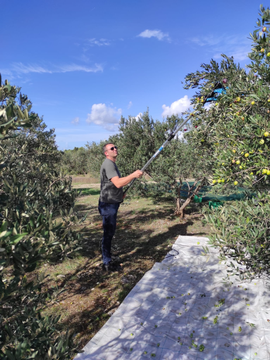 Učenici šibenske Strukovne škole beru masline u školskom masliniku: 'Imamo dobar urod'