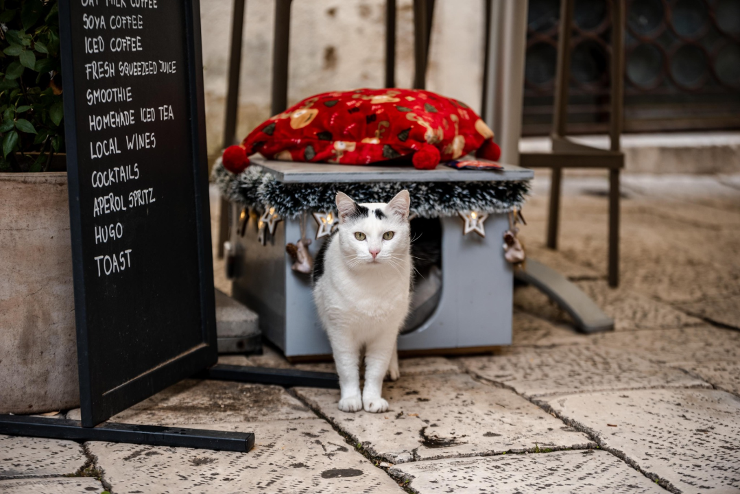 Šibenčani gradskim mačkama grade kućice: 'Mile rado spava u svojoj'