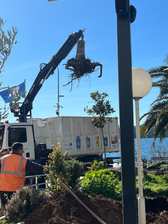 Nakon medijske kritike, Zeleni grad posadio novo stablo ispred hotela Jadran