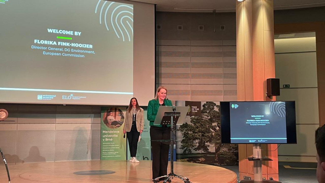 Srce vrta, iznimna poljska bukva, Europsko je stablo godine 2024. 