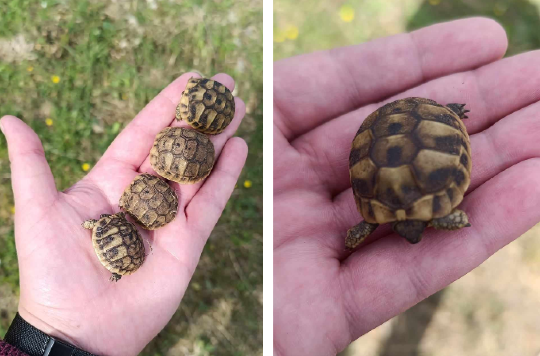 Čuvajte naše čančare: Ove iz Podina kraj Vrpolja vraćene su na sigurno 