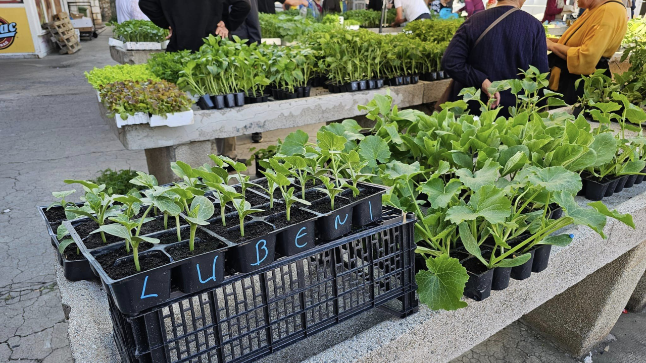 Sadnice pomidora hit na šibenskoj pijaci: 'Svi se bacili u poljoprivredu, sade po balkonima'