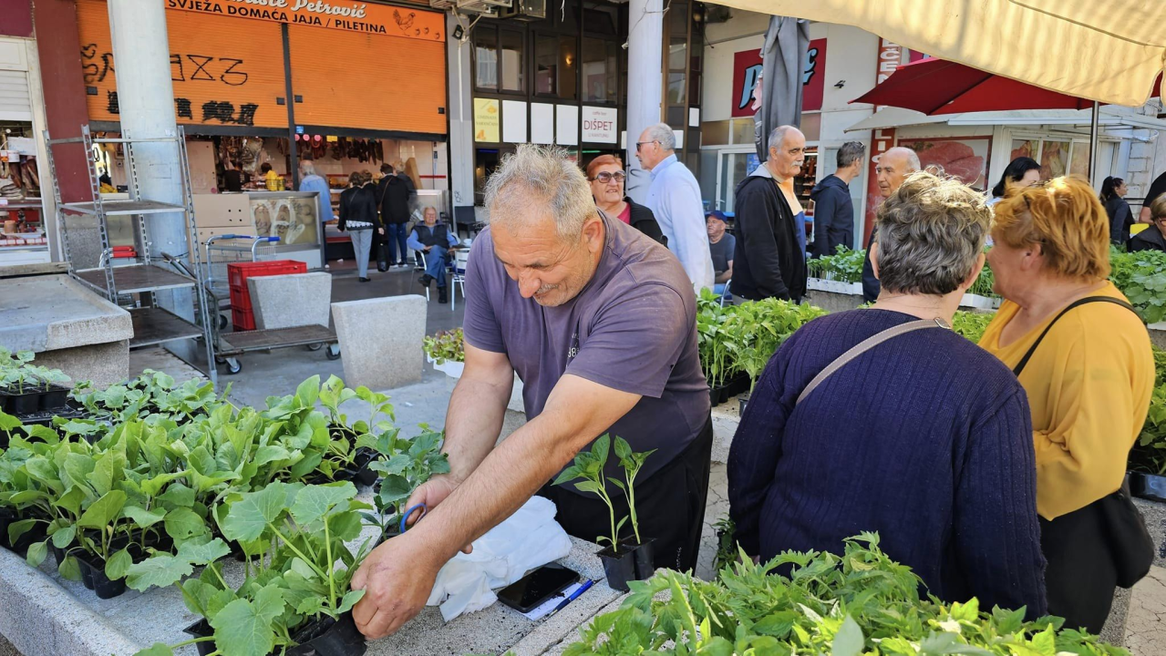 Sadnice pomidora hit na šibenskoj pijaci: 'Svi se bacili u poljoprivredu, sade po balkonima'