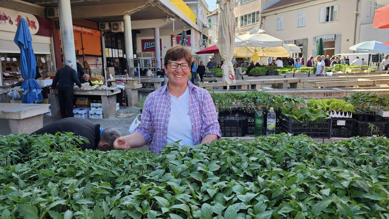 Sadnice pomidora hit na šibenskoj pijaci: 'Svi se bacili u poljoprivredu, sade po balkonima'