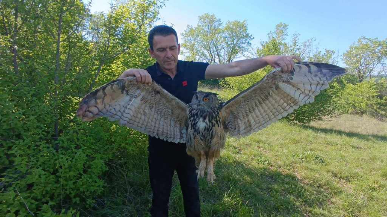 Ranjena sova ušara pronađena u Vukšiću