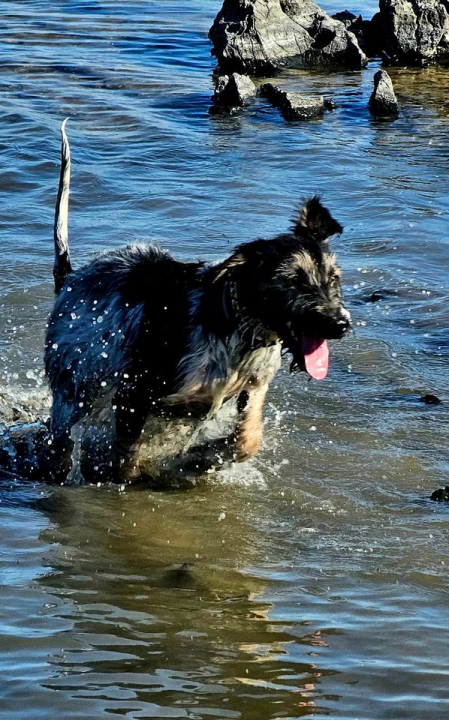 Provjerite tko su naj ljubimci 2024. godine!