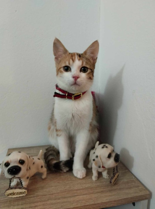 Provjerite tko su naj ljubimci 2024. godine!