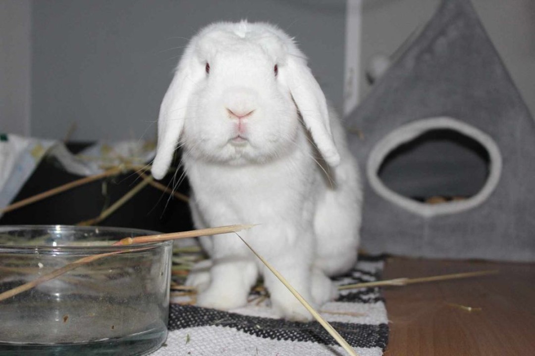 Provjerite tko su naj ljubimci 2024. godine!