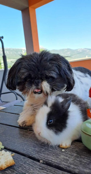 Provjerite tko su naj ljubimci 2024. godine!