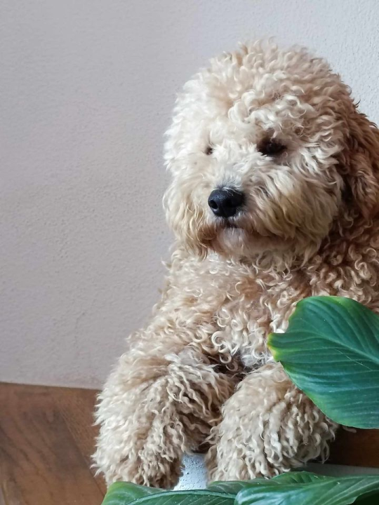 Provjerite tko su naj ljubimci 2024. godine!