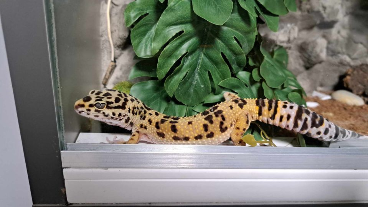 Provjerite tko su naj ljubimci 2024. godine!