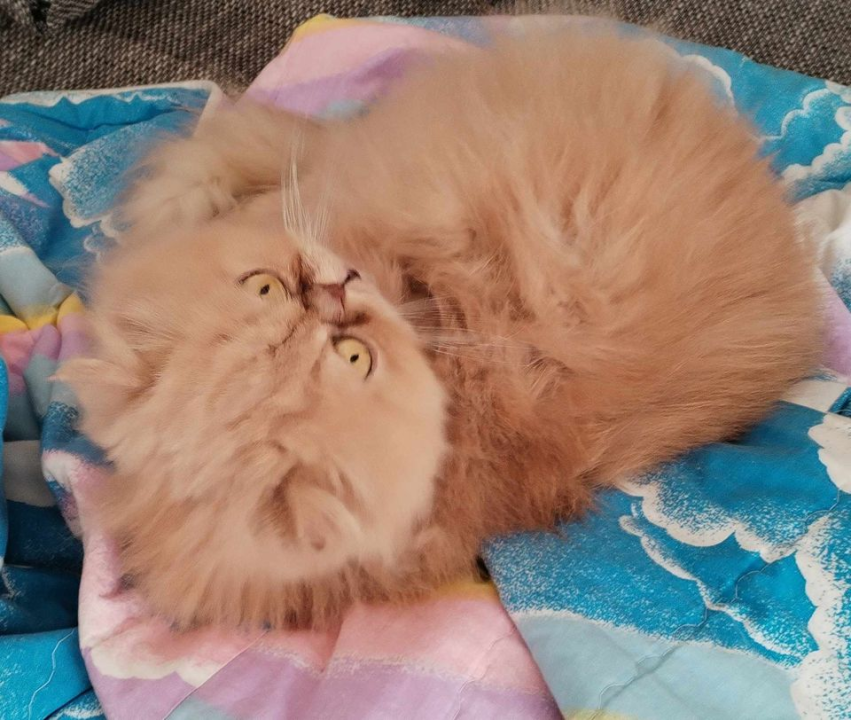 Provjerite tko su naj ljubimci 2024. godine!