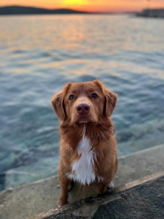 Provjerite tko su naj ljubimci 2024. godine!