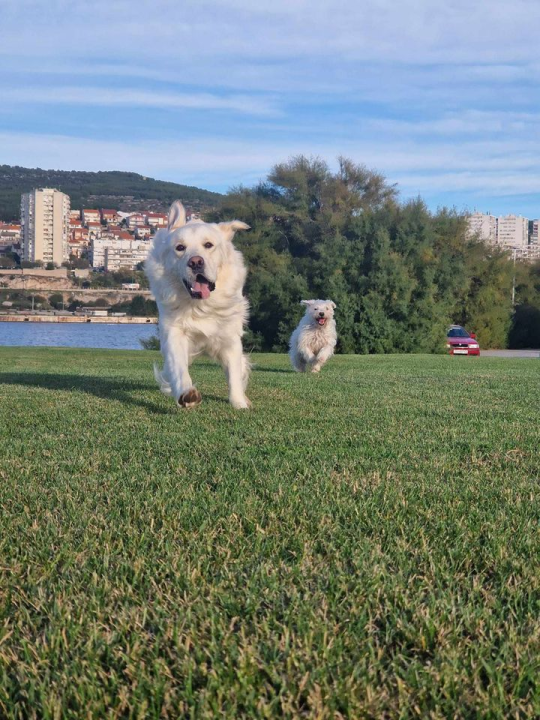 Provjerite tko su naj ljubimci 2024. godine!