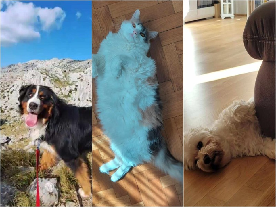 Provjerite tko su naj ljubimci 2024. godine!