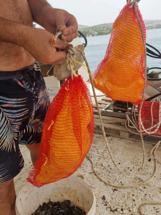 Vidjeli ste plemenitu perisku? Dojavite lokaciju i osvojite nagradu