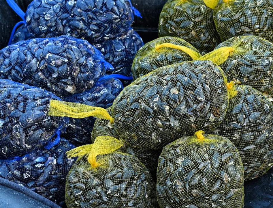 Na latu, na lešo, u rižotu, na buzaru: Zatonjani održali još jednu veselu Pidočijadu