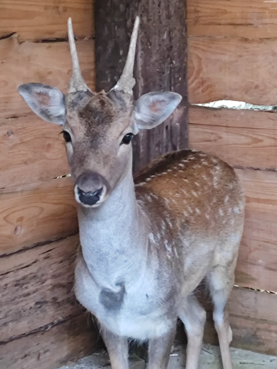 Sve je krenulo s nekoliko ovaca, a danas obitelj Zelenika iz Knina ima pravo životinjsko carstvo