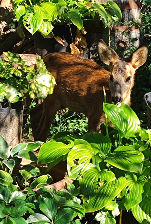 Sve je krenulo s nekoliko ovaca, a danas obitelj Zelenika iz Knina ima pravo životinjsko carstvo