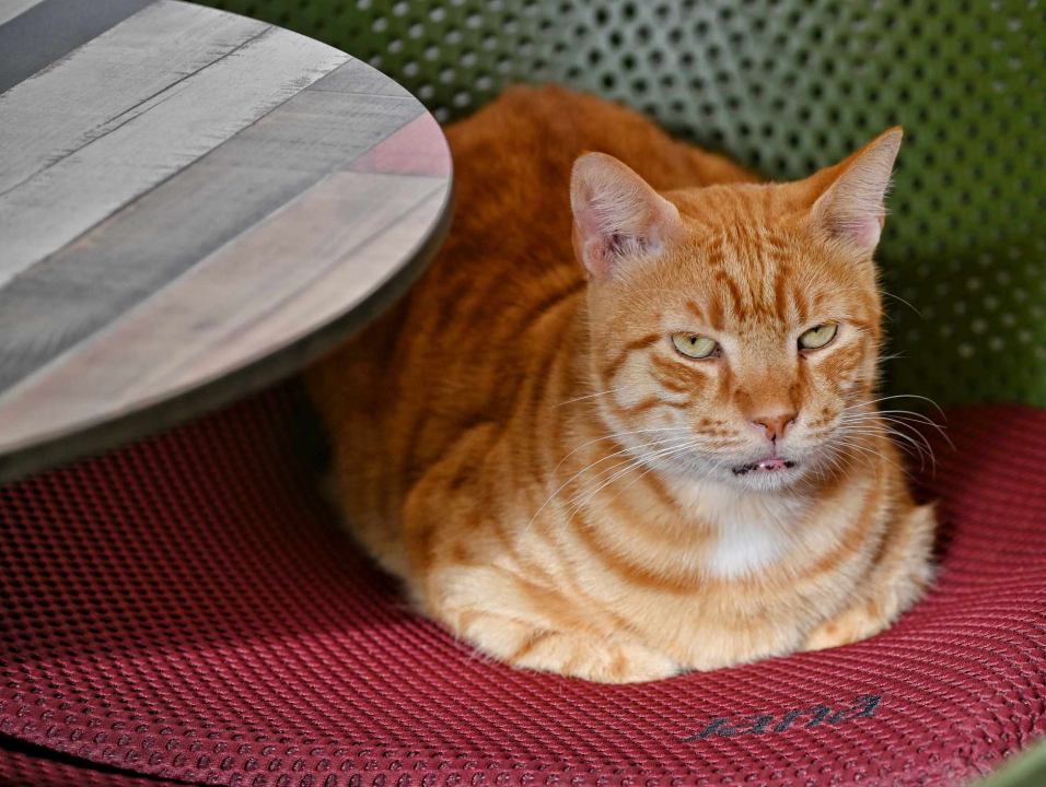 FOTO Đir po gradu, subota 5. listopada