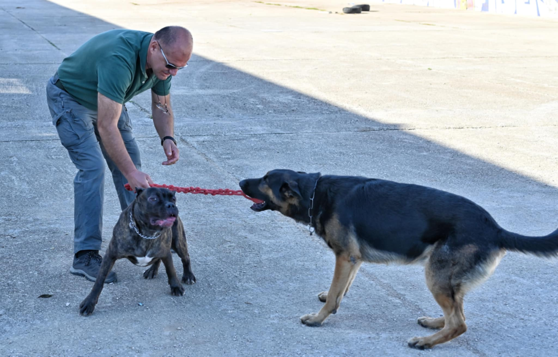 Marko Čogelja savjetuje kako dobro odgojiti psa