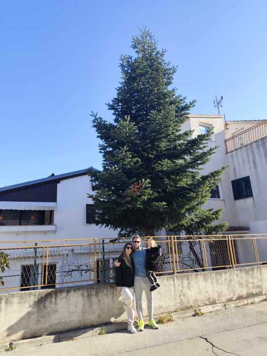 Na Poljani postavljena prva prava šibenska jelka: Kod klizališta stigla ravno sa Šubićevca