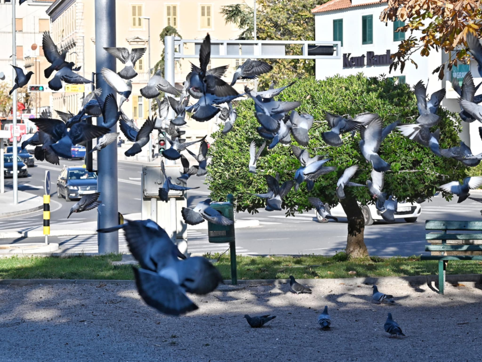FOTO Đir po gradu, ponedjeljak 2. prosinca