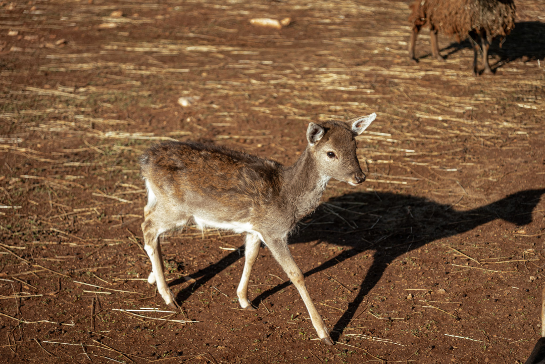 Jelena, Nina i Srećko oduševe svakoga tko posjeti Happy Horse u Dubravi