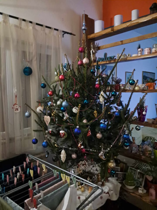 Provjerite tko su pobjednici izbora za naj jelku!