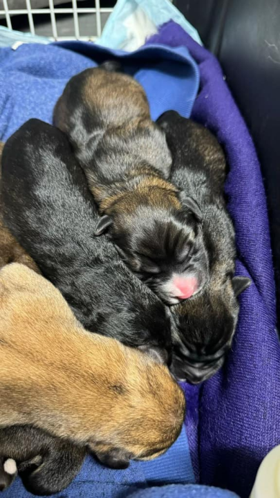 Devet slatkih štenaca iz Oklaja traži privremeni dom i pomoć u othrani