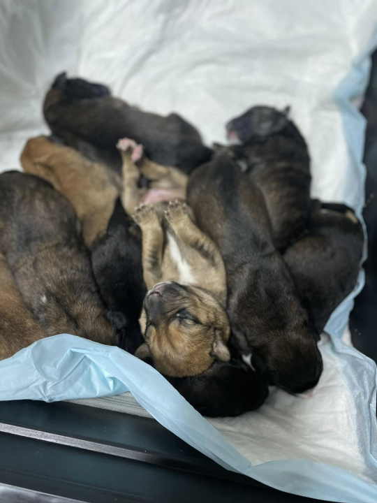 Devet slatkih štenaca iz Oklaja traži privremeni dom i pomoć u othrani