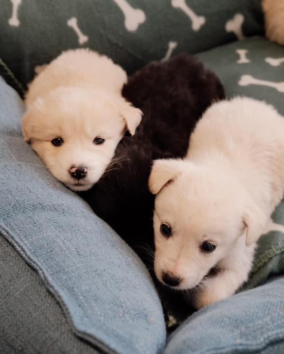 Na groblju u Kninu nađeno je deset štenaca. Sedam ih traži dom  