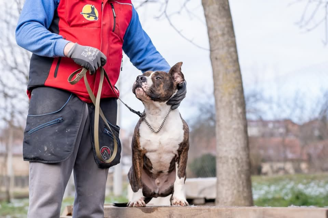 Žac i Oskar iz Šibenskih šapa