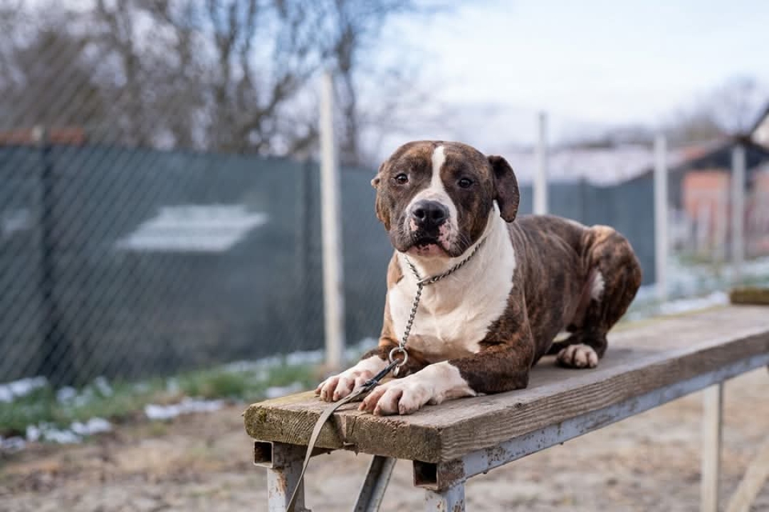 Žac i Oskar iz Šibenskih šapa