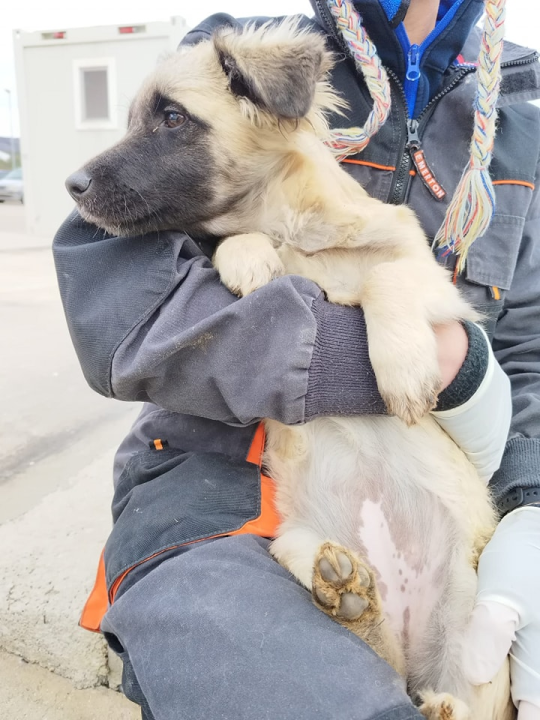 Vrckava kujica Emma traži svoj zauvijek dom