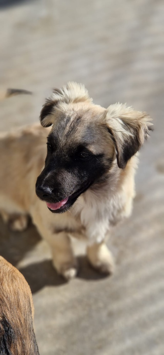 Vrckava kujica Emma traži svoj zauvijek dom