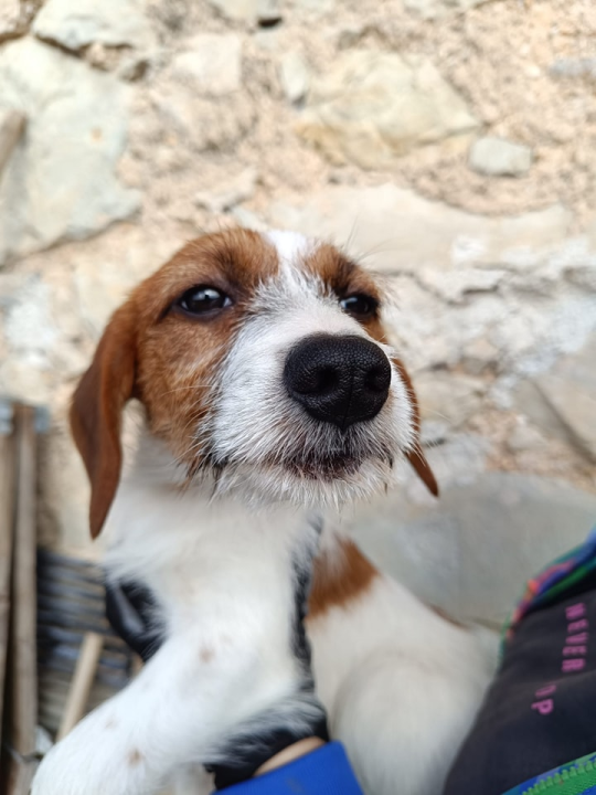 Male sestrice iz Šibenskih šapa preboljele su opaku bolest i sada traže svoje zauvijek domove