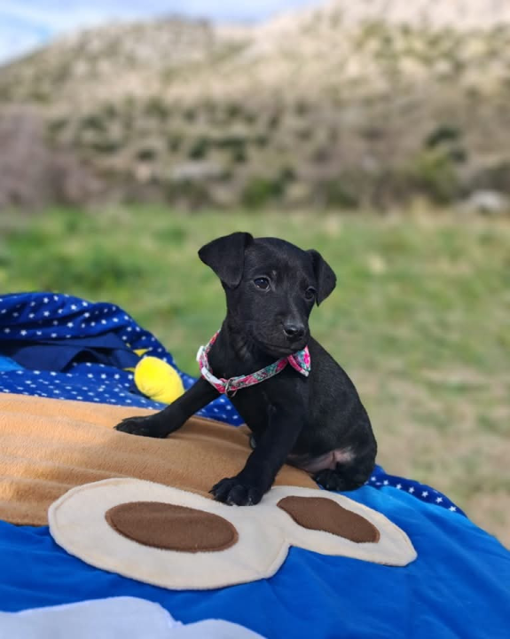 Preslatki štenci iz Šibenskih šapa traže zauvijek dom