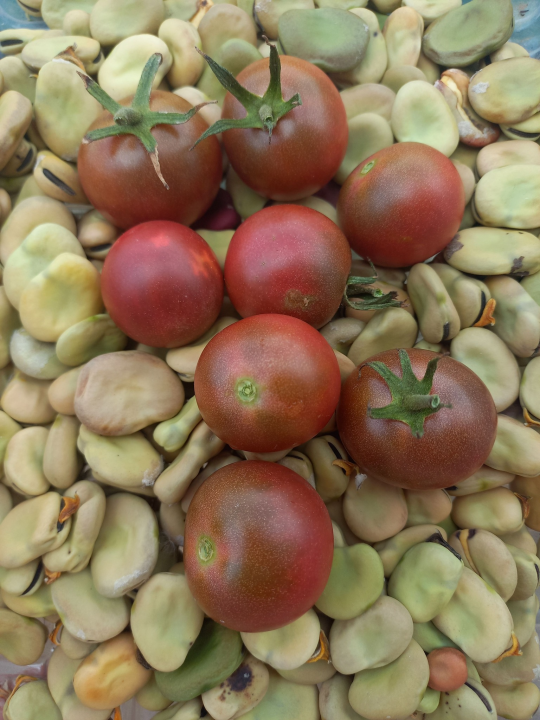 Antonija je ekonomiju zamijenila prirodom