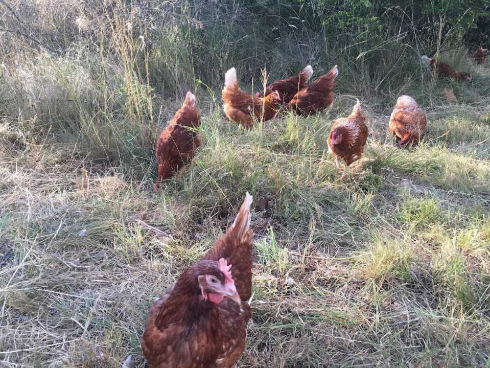 'Halo Jaja': Od koka do vaše kuhinje u najkraćem mogućem roku!