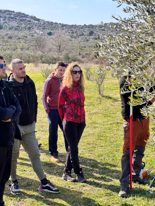 Velik broj maslinara okupio se u Pirovcu na radionici rezidbe maslina