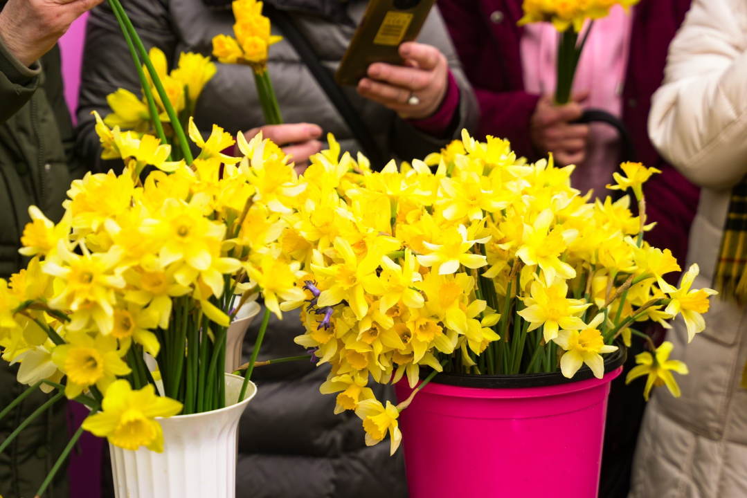 Dan narcisa obilježen u Drnišu i Oklaju