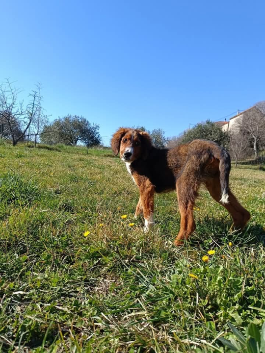Milo iz Šibenskih šapa traži svoj zauvijek dom: Veselo štene koje će vam ukrasti srce