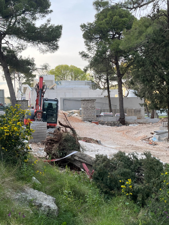 Čempres star 800 godina pao u trenu: 'Ajte kvragu svi zajedno, sa svim svojim investicijama'