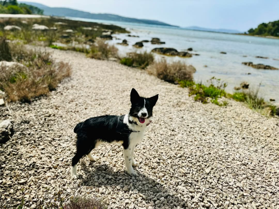 Lucy Lu iz Šibenskih šapa traži dom pun ljubavi – zaslužuje drugu priliku
