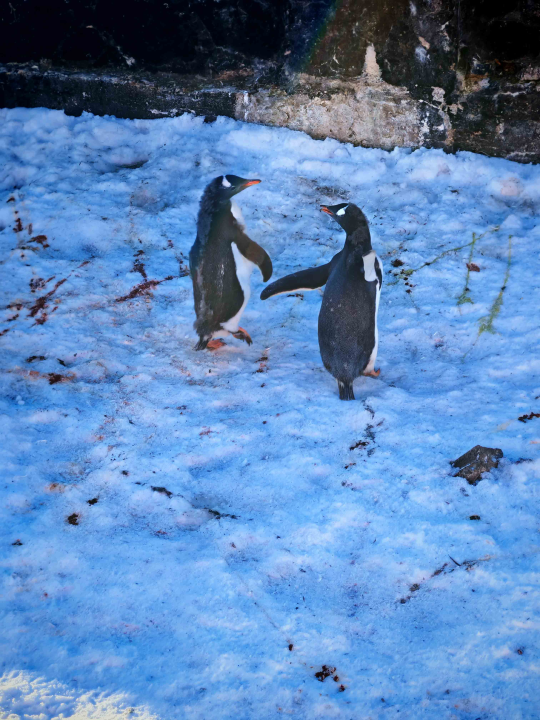 Veliki Gogo, prvi Šibenčanin na Antarktici: 'Skočio sam u more dva puta, a pingvini baš i ne mirišu najbolje'
